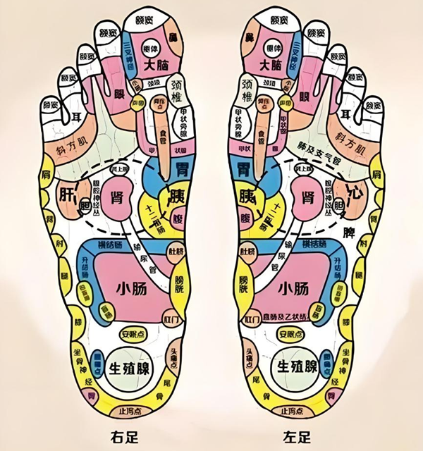 中医全息理论足底全息关系