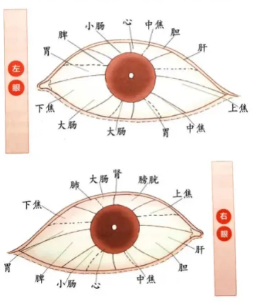 中医全息理论眼部全息关系