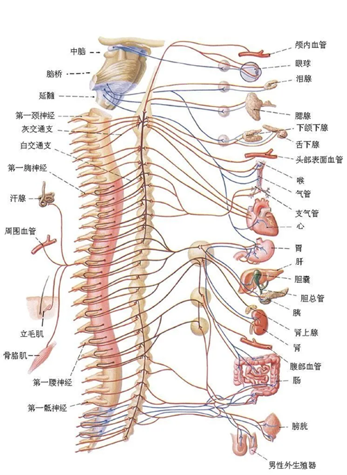 中医全息理论脊柱全息关系