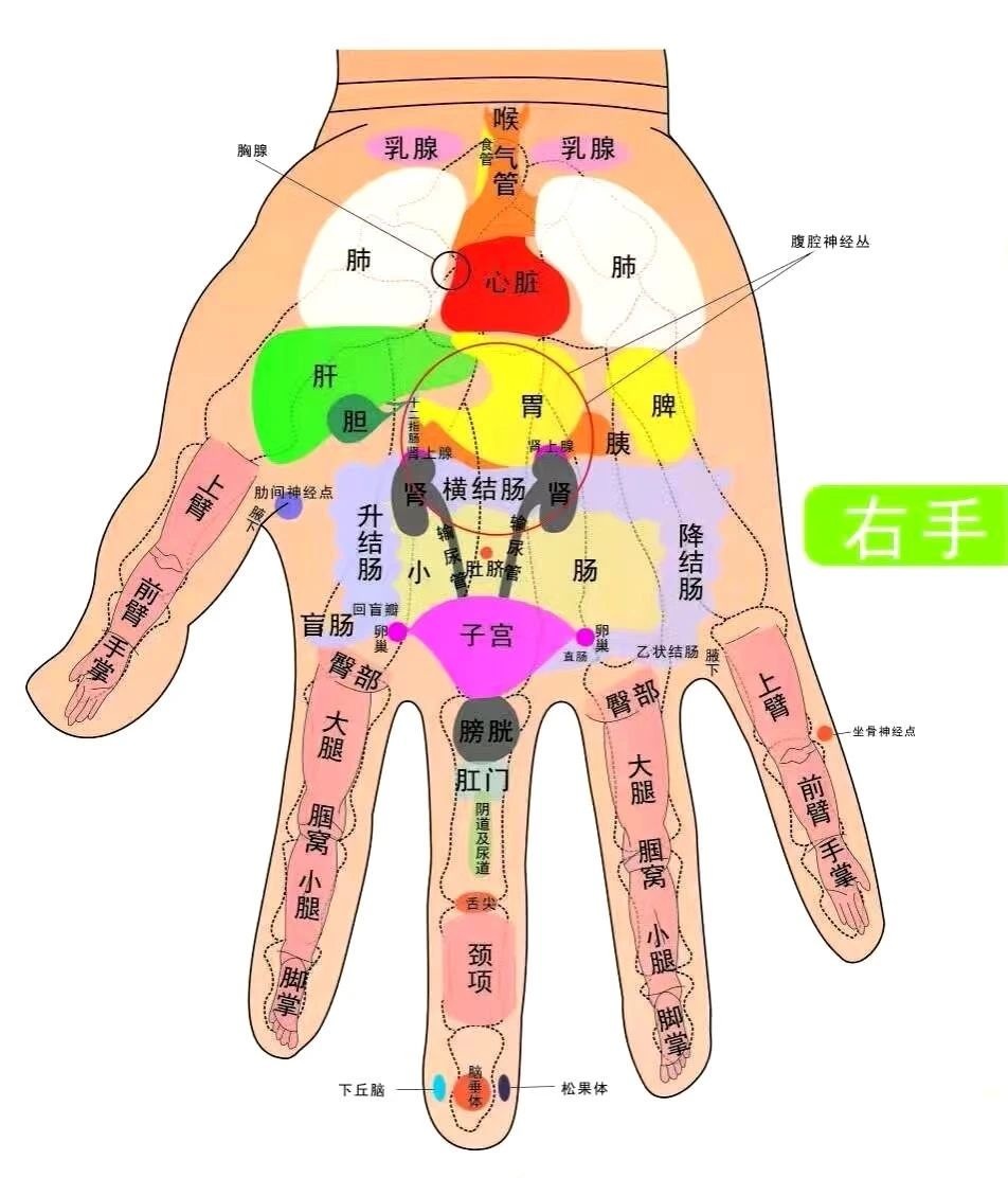 季氏手诊反射区定位图右手