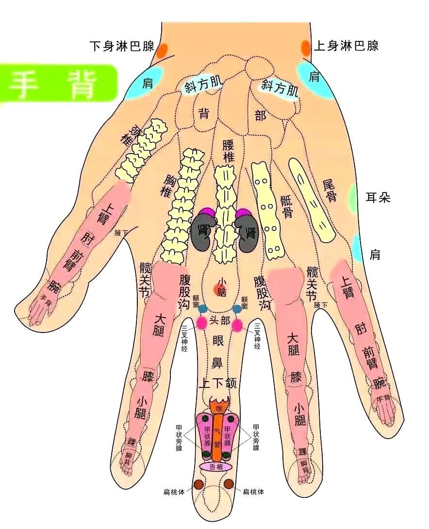 季氏手诊反射区定位图手背