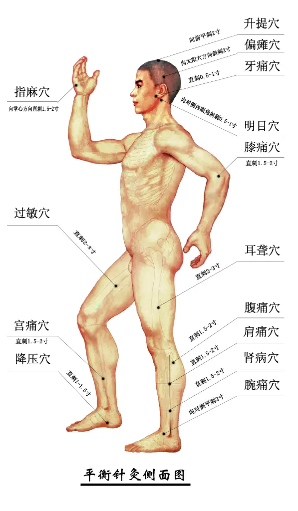 平衡针灸穴位定位图侧