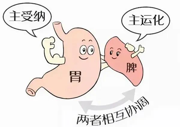 中医治瘤为何如此强调调理脾胃？为何要从脾胃论治？-成都中医肿瘤医院-成都普济中医肿瘤医院-成都普济中医药研究院